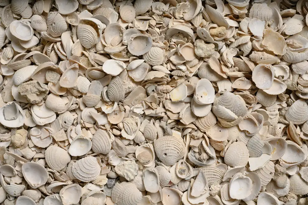 Seashells