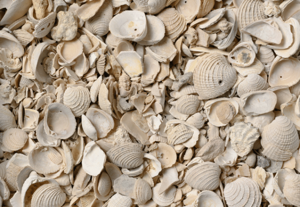 Seashells