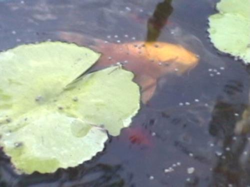 Pond-Fish-1-010