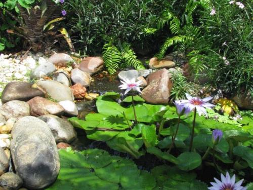 pond-and-water-lilies-pond-gallery-1